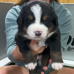 Lime Collar Female - Black rust and white female Bernese Mountain Dog puppy in Bristol, Tennessee from Holston Hollow Farm
