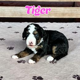 Tiger - Tri-color female Bernedoodle puppy in Banner Elk, North Carolina from Walnut Tree Bernedoodles