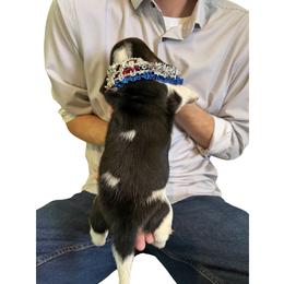 Basset Hound Puppies from Liberty Bassets