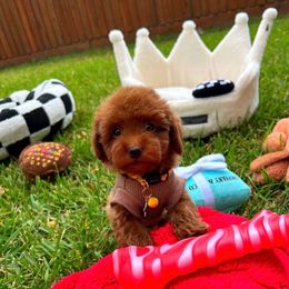 GingerMan - Red male Maltipoo puppy in Sugar Land, Texas from Celebrity Maltipoos