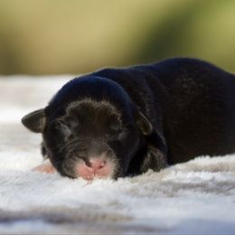 Hunter - Black tri male Miniature American Shepherd puppy in Stephenville, Texas from Diamond H Aussies