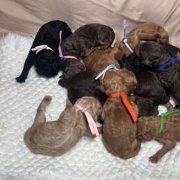 Cupid (Black Collar) - Chocolate male Goldendoodle puppy in Palmetto Bay, Florida from SOMIDOODLES