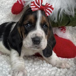 Basset Hounds and Cockapoos from Susie's Puppies