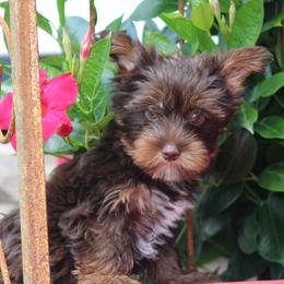 Girl 1 - female Yorkshire Terrier puppy in Hughesville, Missouri from Puppykiss4u