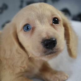 Dachshund Puppies from Goldie Girls Ranch Dachshunds