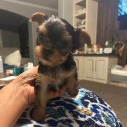 Bree - Blue and gold female Yorkshire Terrier puppy in Hot Springs, Arkansas from Weslynn Kennels