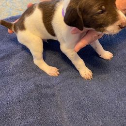 German Shorthaired Pointer Puppies from Albemarle German Shorthaired Pointers