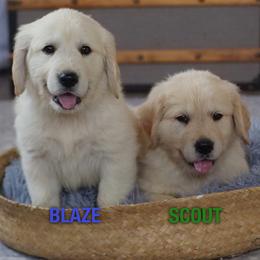 Golden Retriever Puppies from Mae Valley Goldens