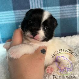 AKC FLASH - Black parti male Pomeranian puppy in Watkins Glen, New York from Wicked Spirits Pomeranians