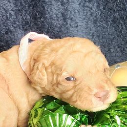 Amber - Apricot female Labradoodle puppy in Fostoria, Michigan from North Country Kennel Club