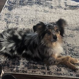 GusGus - Toy Australian Shepherd
