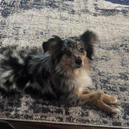 GusGus - Toy Australian Shepherd