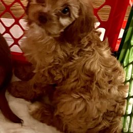 Cavapoo Puppies from QuiGents