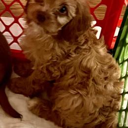 Cavapoo Puppies from QuiGents