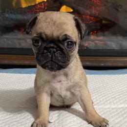 Rolo - Fawn male Pug puppy in Olin, North Carolina from Piggy Pugs