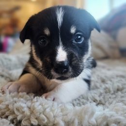 Boy 1 - Black and white male American Corgi puppy in Tombstone, Arizona from WeVolution Off-Grid