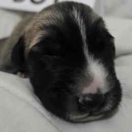 Anatolian Shepherd Dog Puppies from Florida Anatolian Shepherds