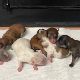 Pomeranian puppies from Heartland small breeds