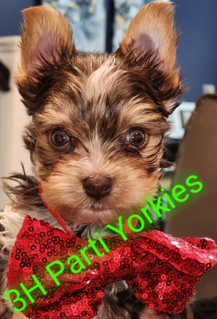 Yorkshire Terrier Puppies from 3Hpartiyorkies