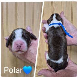 Polar - Liver white and tan male English Springer Spaniel puppy in Freeland, Michigan from McNally's Springer Spaniels