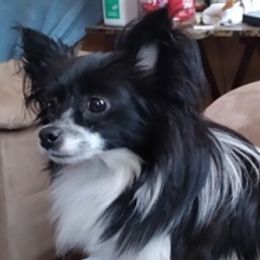 Pomeranians from Michelle's Pomeranians