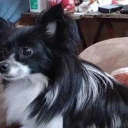 Pomeranians from Michelle's Pomeranians