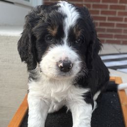 Frenchie - Lady Liberty Litter - male Australian Mountain Doodle puppy in Greenville, Ohio from Woodbriar Wags