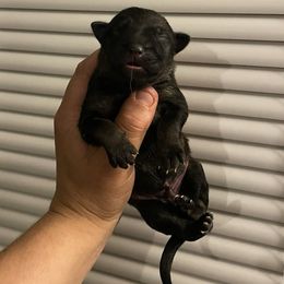Boy 1 - Sable male German Shepherd puppy in Pahrump, Nevada from Wachhund Kennels