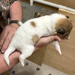 Girl 3 - female Collie puppy in Lonoke, Arkansas from Colley Collies