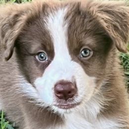 Australian Shepherds from McKinney Aussies