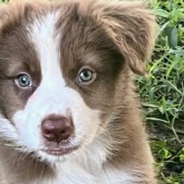 Australian Shepherds from McKinney Aussies