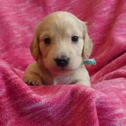 Bliss - Cream female Dachshund puppy in Plant City, Florida from Oakley's Dachshund Ranch