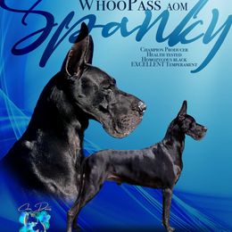 Spanky - Great Dane