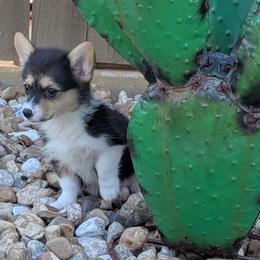 Paisley Ann - Black and tan female American Corgi puppy in Lufkin, Texas from Texas Lil Cowdogs