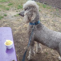 Dachshund, Golden Retriever, and Poodle Puppies from Paragon Puppies