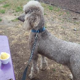 Dachshund, Golden Retriever, and Poodle Puppies from Paragon Puppies