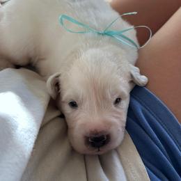 Tigger - White male Great Pyrenees puppy in Murfreesboro, Tennessee from Storybook Tails Farm