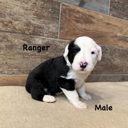 Ranger - Gray and white male Old English Sheepdog puppy in Blackfoot, Idaho from What the Fluff Old English Sheepdog