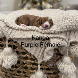 Kanga - Red  female Goldendoodle puppy in Springville, Utah from JW Doodles