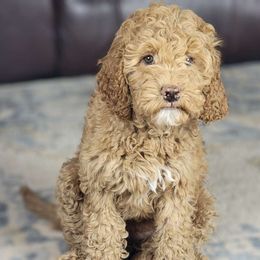 Black - Caramel Australian Labradoodle puppy in Webster, Florida from Pemberley House Australian Labradoodles