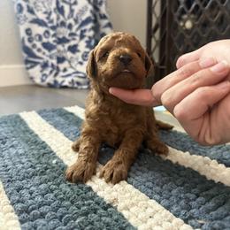 Blue - Red  male Poodle puppy in Beeville, Texas from Casa de Curls