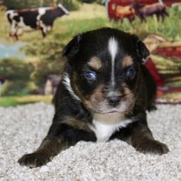 Black Tri-1 Dot - Black tri female Miniature Australian Shepherd puppy in Ronan, Montana from Dirt Road Aussie’s of Montana