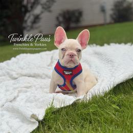 AKC Cinco - Cream male French Bulldog puppy in Powder Springs, Georgia from Twinkle Paws Frenchies and Yorkies