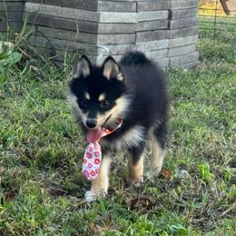 Yorick - Tri-color male Pomsky puppy in Boonville, Indiana from Elysian Pomskies