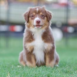 Pop - Red tri-color female Miniature American Shepherd puppy in Stephenville, Texas from Diamond H Aussies