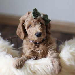 Goldendoodle Puppies from Sac River GoldenDoodles LLC