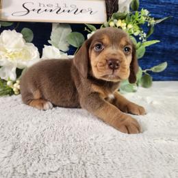 Arlo - Brown white and tan male Beagle puppy in Pottersville, Missouri from Lovan's Spring Creek Kennel