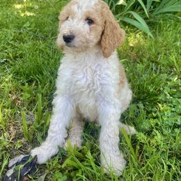 Gurgle - Parti male Goldendoodle puppy in Edmond, Oklahoma from Oodles of Doodles and Poodles
