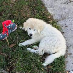 Anatolian Pyrenees from Hickory Hollow Goats
