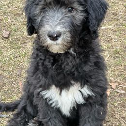 Benny- Orange collar - Black and white Sheepadoodle puppy in Eleva, Wisconsin from Molly’s Doodles